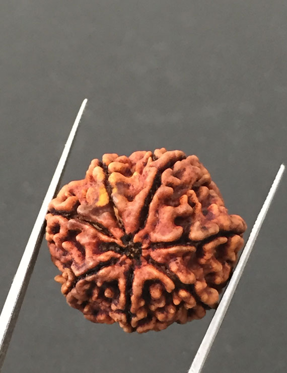 7 Mukhi Certified Nepali Rudraksha Size- 23.5 mm